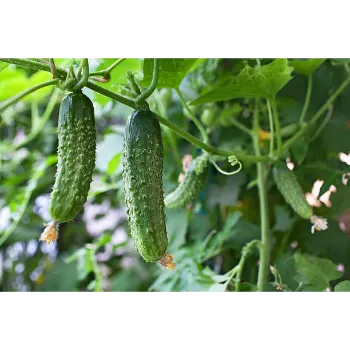Cucumber  (25)-3882583-47767.webp